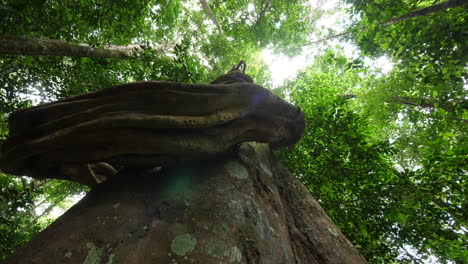 Close-up-on-a-giant-liana-around-a-tree-underneath-the-canopy-in-amazonian-fores